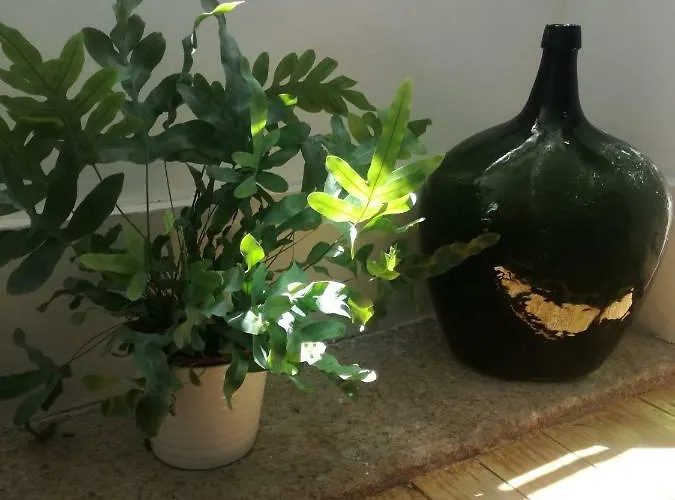 Casa De Guadalupe Séjour chez l'habitant